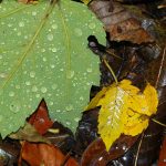 Herbstblatt Herbstlaub mit Tau