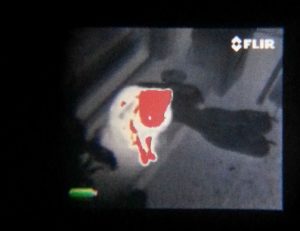 Das Wärmebild einer sitzenden Katze